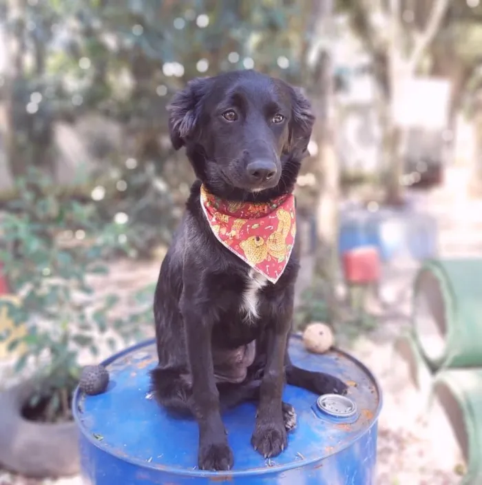 Cachorro ra a SRD-ViraLata idade 2 a 6 meses nome Zara