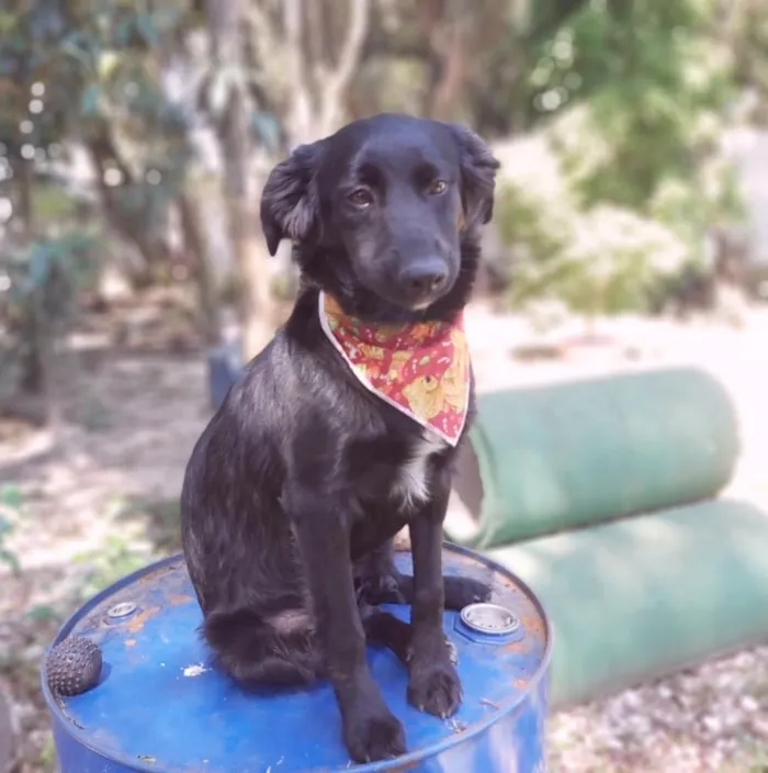 Cachorro ra a SRD-ViraLata idade 2 a 6 meses nome Zara
