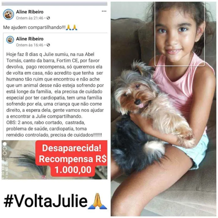 Cachorro ra a York Shire  idade 2 anos nome Julie