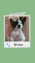 Bruno
