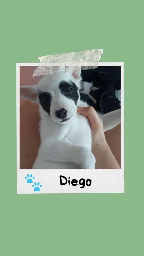 Cachorro ra a SRD-ViraLata idade 2 a 6 meses nome Diego