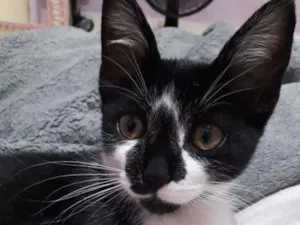 Gato raça Não definida  idade 2 a 6 meses nome Steve