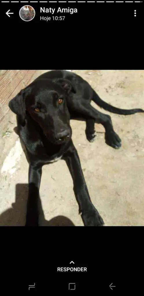 Cachorro ra a Raça indefinida idade 7 a 11 meses nome Indefinido