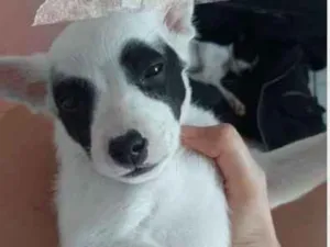 Cachorro raça SRD-ViraLata idade 2 a 6 meses nome Diego