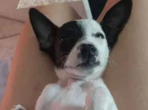 Cachorro raça SRD-ViraLata idade 2 a 6 meses nome Bruno