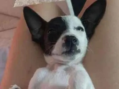 Cachorro ra a SRD-ViraLata idade 2 a 6 meses nome Bruno