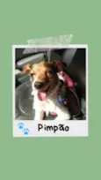 Pimpão
