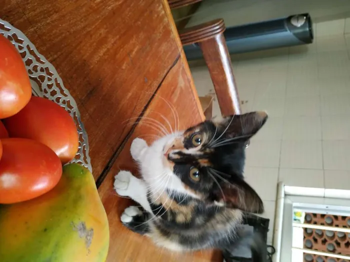 Gato ra a sem raça definida idade 2 a 6 meses nome Sem nome