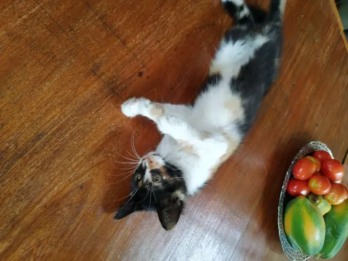 Gato ra a sem raça definida idade 2 a 6 meses nome Sem nome