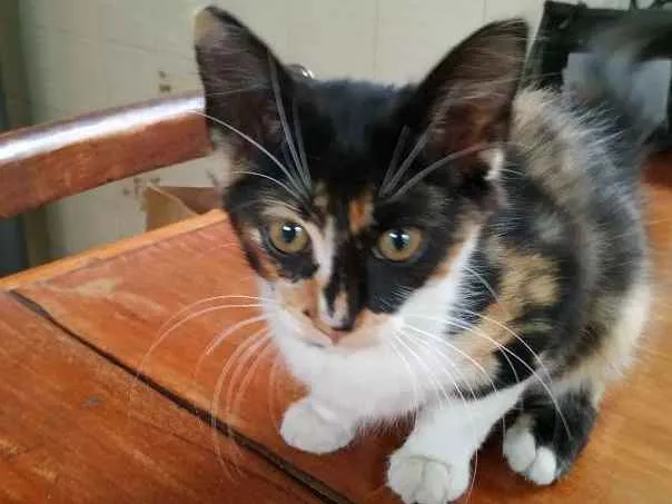 Gato ra a sem raça definida idade 2 a 6 meses nome Sem nome