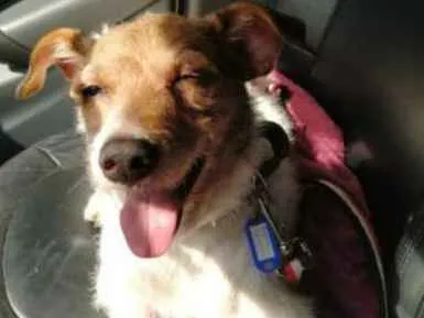 Cachorro ra a SRD-ViraLata idade 2 anos nome Pimpão