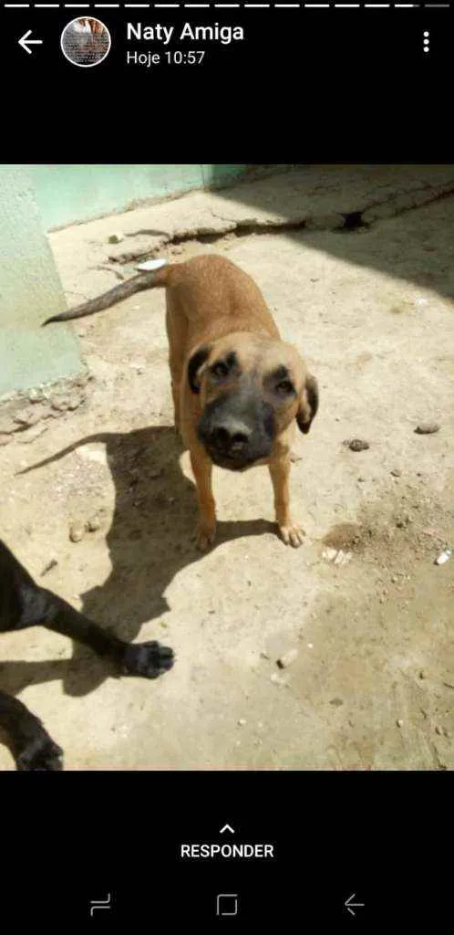 Cachorro ra a Raça indefinida idade 7 a 11 meses nome Indefinido