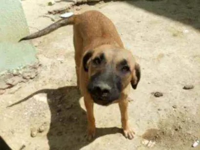 Cachorro raça Raça indefinida idade 7 a 11 meses nome Indefinido