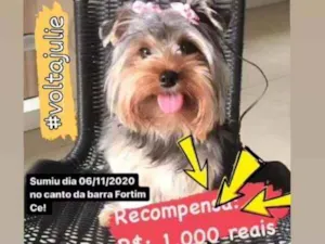 Cachorro raça York Shire  idade 2 anos nome Julie