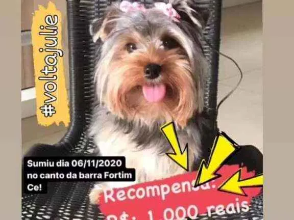 Cachorro ra a York Shire  idade 2 anos nome Julie