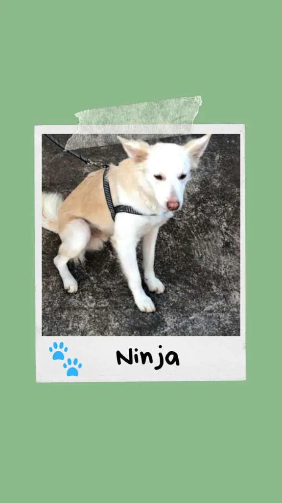 Cachorro ra a SRD-ViraLata idade 2 anos nome Ninja