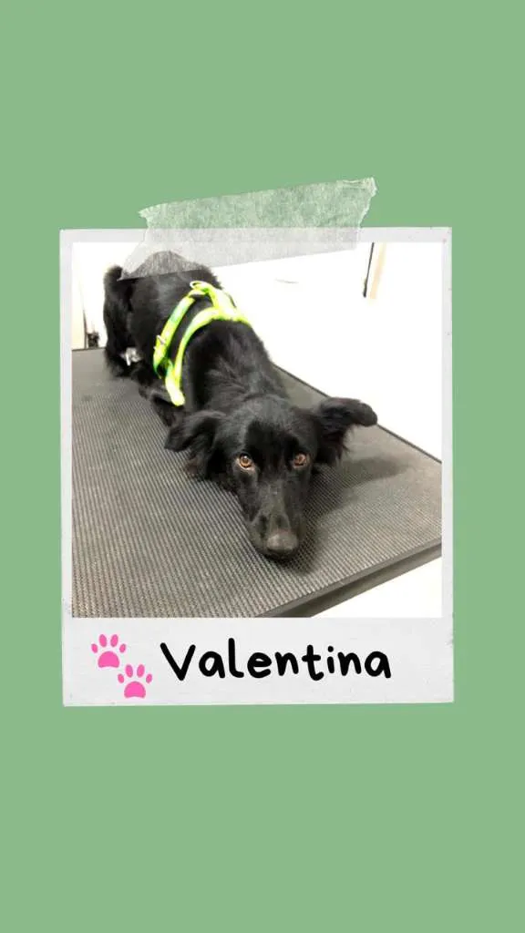 Cachorro ra a SRD-ViraLata idade 2 anos nome Valentina