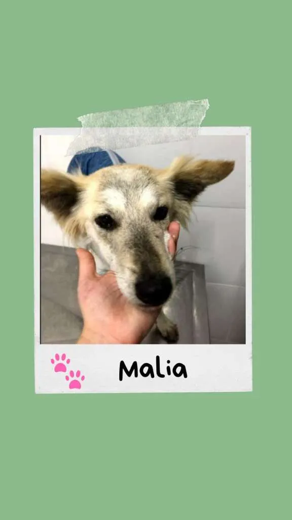 Cachorro ra a SRD-ViraLata idade 2 anos nome Malia