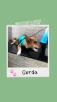 Gorda