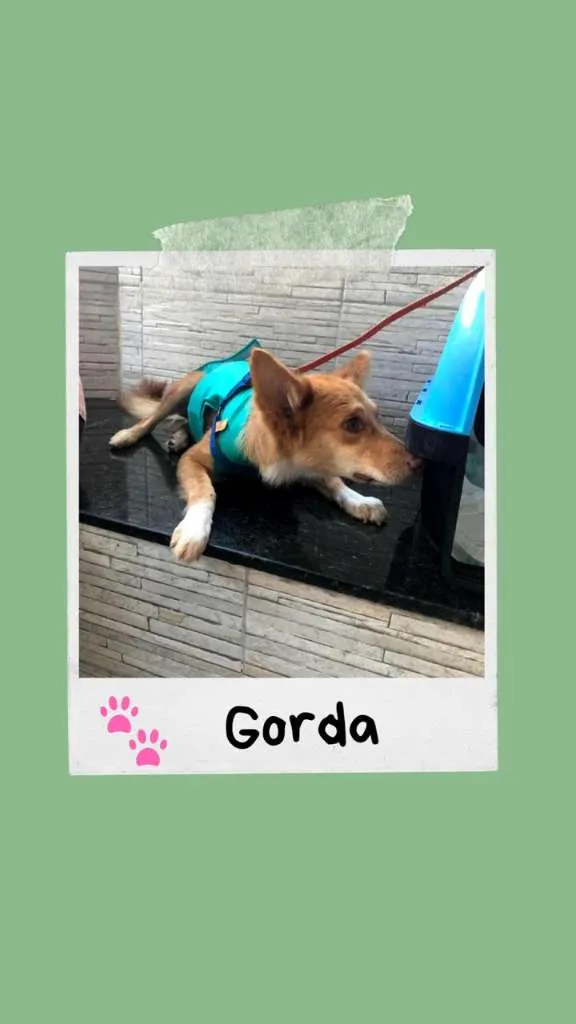 Cachorro ra a SRD-ViraLata idade 2 anos nome Gorda