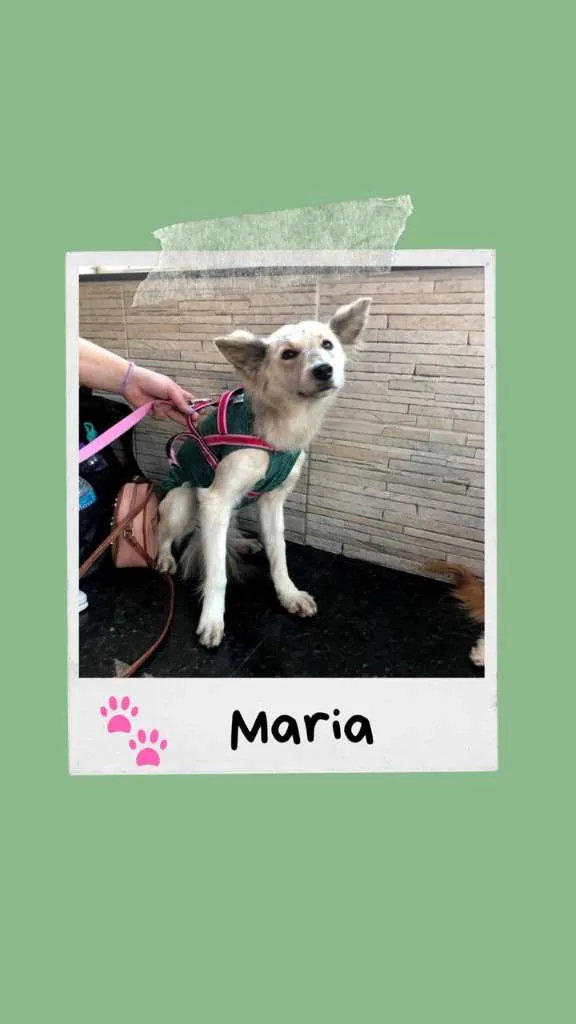 Cachorro ra a SRD-ViraLata idade 2 anos nome Maria