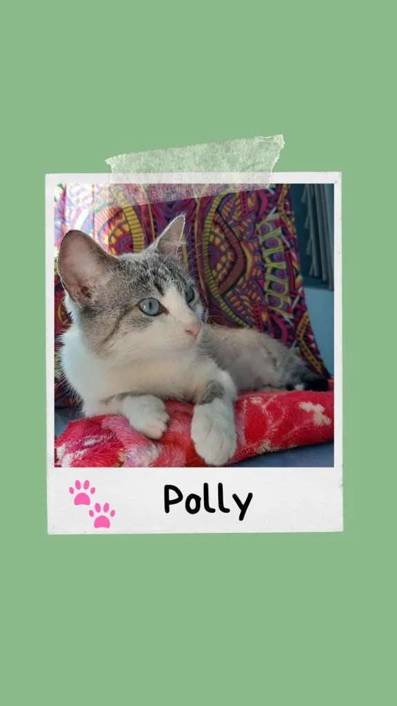 Gato ra a SRD-ViraLata idade 1 ano nome Polly