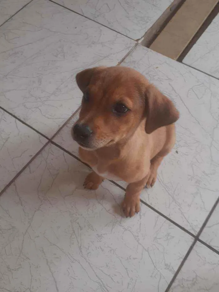 Cachorro ra a Vira lata idade 2 a 6 meses nome Luke