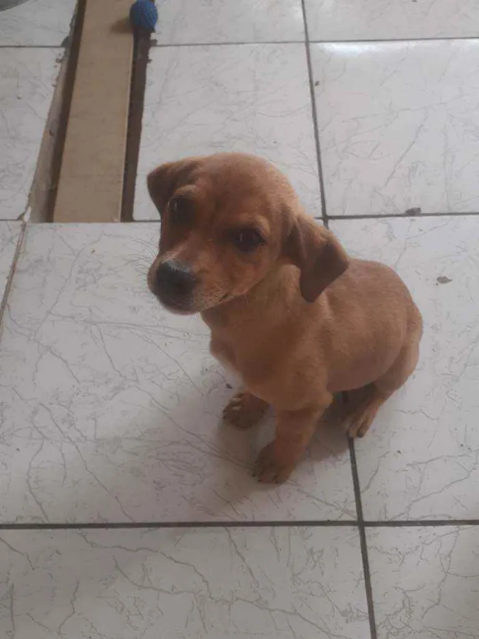 Cachorro ra a Vira lata idade 2 a 6 meses nome Luke