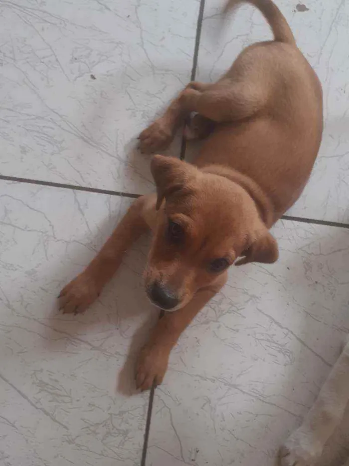 Cachorro ra a Vira lata idade 2 a 6 meses nome Luke