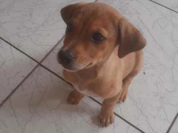 Cachorro ra a Vira lata idade 2 a 6 meses nome Luke