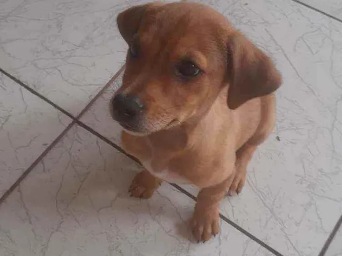 Cachorro ra a Vira lata idade 2 a 6 meses nome Luke