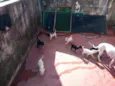Cachorrinho