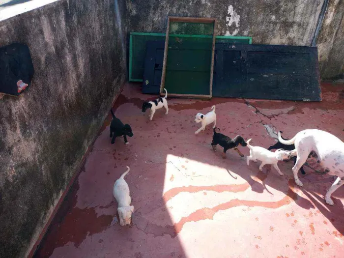 Cachorro raça Misturado idade Abaixo de 2 meses nome Cachorrinho