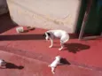 Cachorrinho