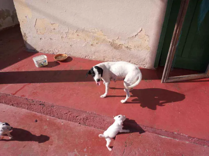 Cachorro raça Misturado idade Abaixo de 2 meses nome Cachorrinho