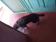 Cachorrinho