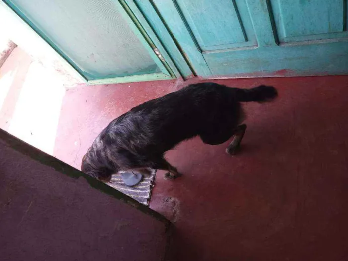 Cachorro raça Misturado idade Abaixo de 2 meses nome Cachorrinho