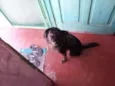 Cachorrinho