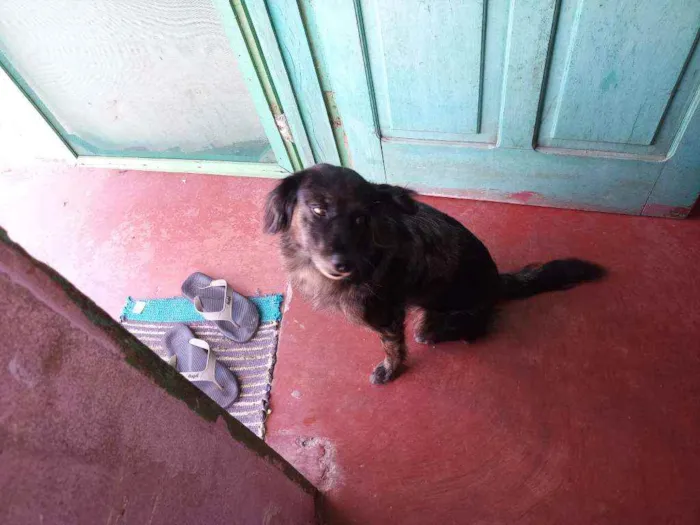 Cachorro raça Misturado idade Abaixo de 2 meses nome Cachorrinho