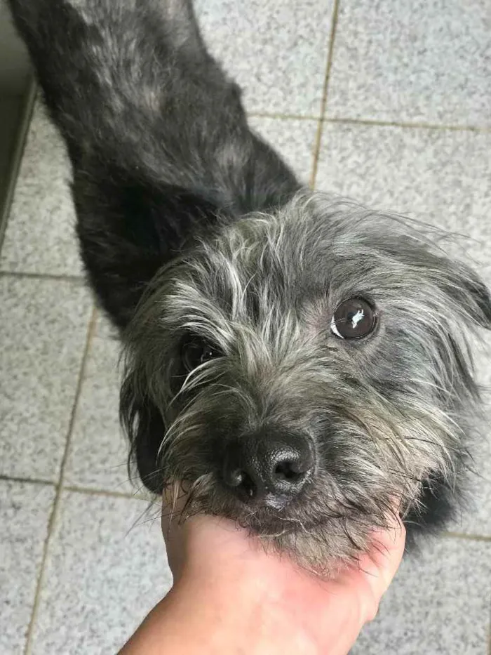 Cachorro ra a SEM RAÇA DEFINIDA  idade 3 anos nome T’challa 