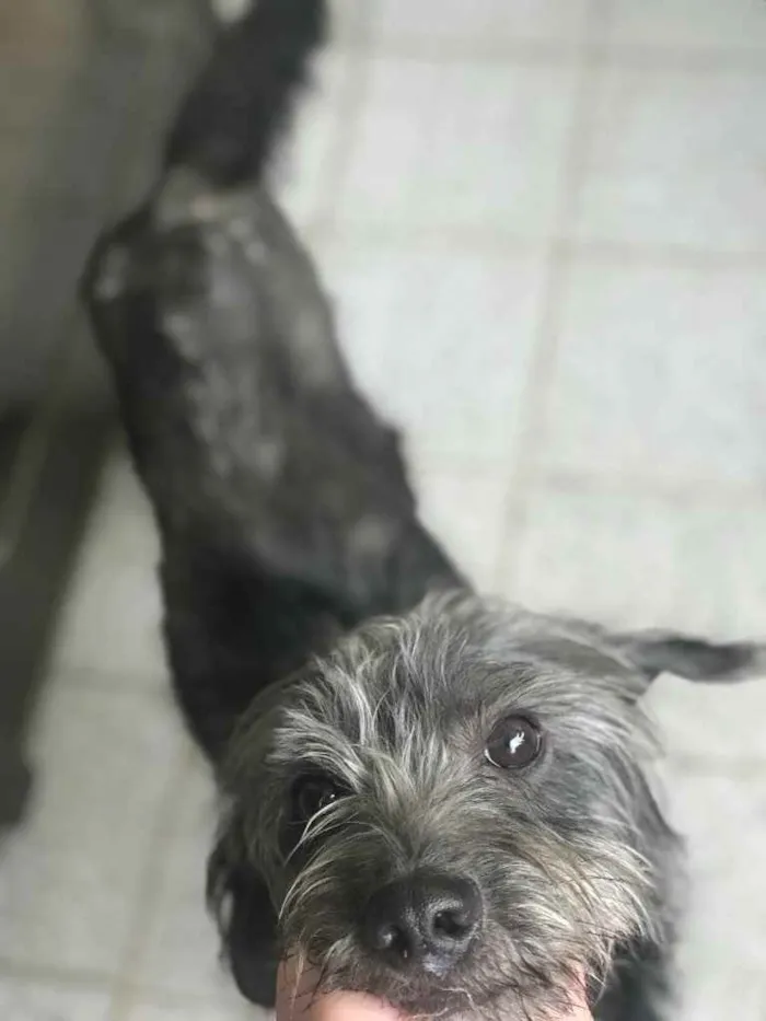 Cachorro ra a SEM RAÇA DEFINIDA  idade 3 anos nome T’challa 