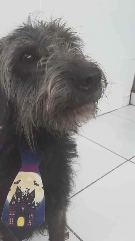 Cachorro ra a SEM RAÇA DEFINIDA  idade 3 anos nome T’challa 