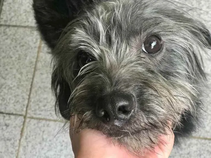 Cachorro ra a SEM RAÇA DEFINIDA  idade 3 anos nome T’challa 