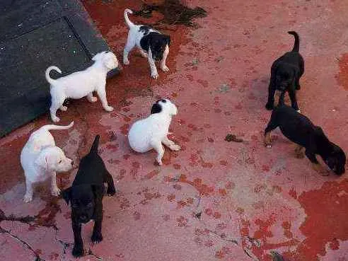 Cachorro raça Misturado idade Abaixo de 2 meses nome Cachorrinho