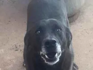 Cachorro raça SRD idade 6 ou mais anos nome Lucky