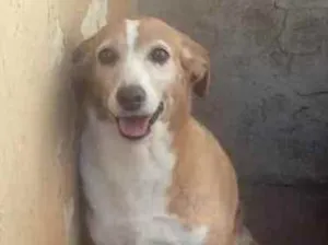 Cachorro raça SRD idade 6 ou mais anos nome Loly