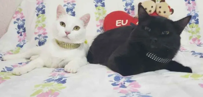 Gato ra a SRD idade 1 ano nome BRAD & NINA 