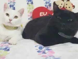 Gato raça SRD idade 1 ano nome BRAD & NINA 