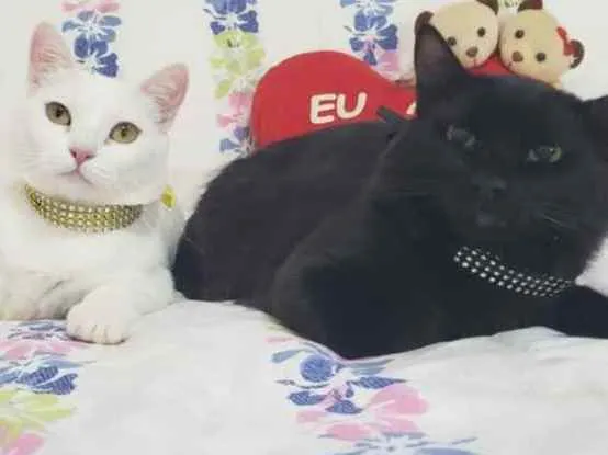 Gato ra a SRD idade 1 ano nome BRAD & NINA 