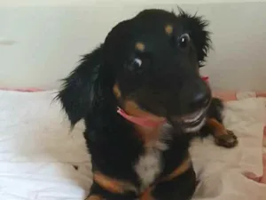 Cachorro raça  idade 1 ano nome Zoe 